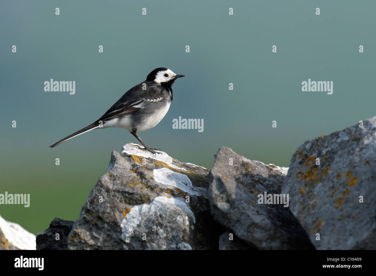 Pied wagtail (Motacilla alba) Foto Stock