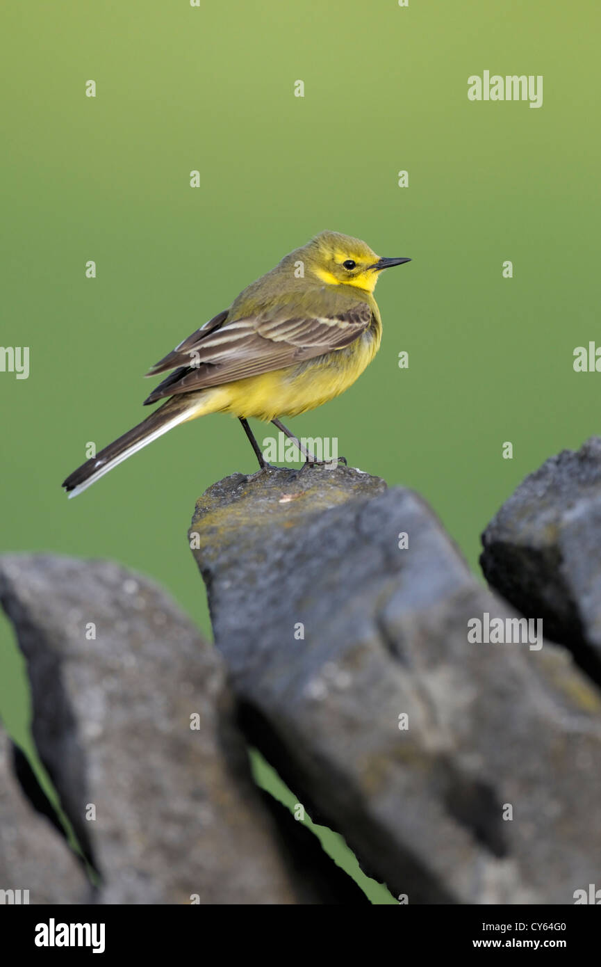 Wagtail giallo (motacilla flava) maschio Foto Stock
