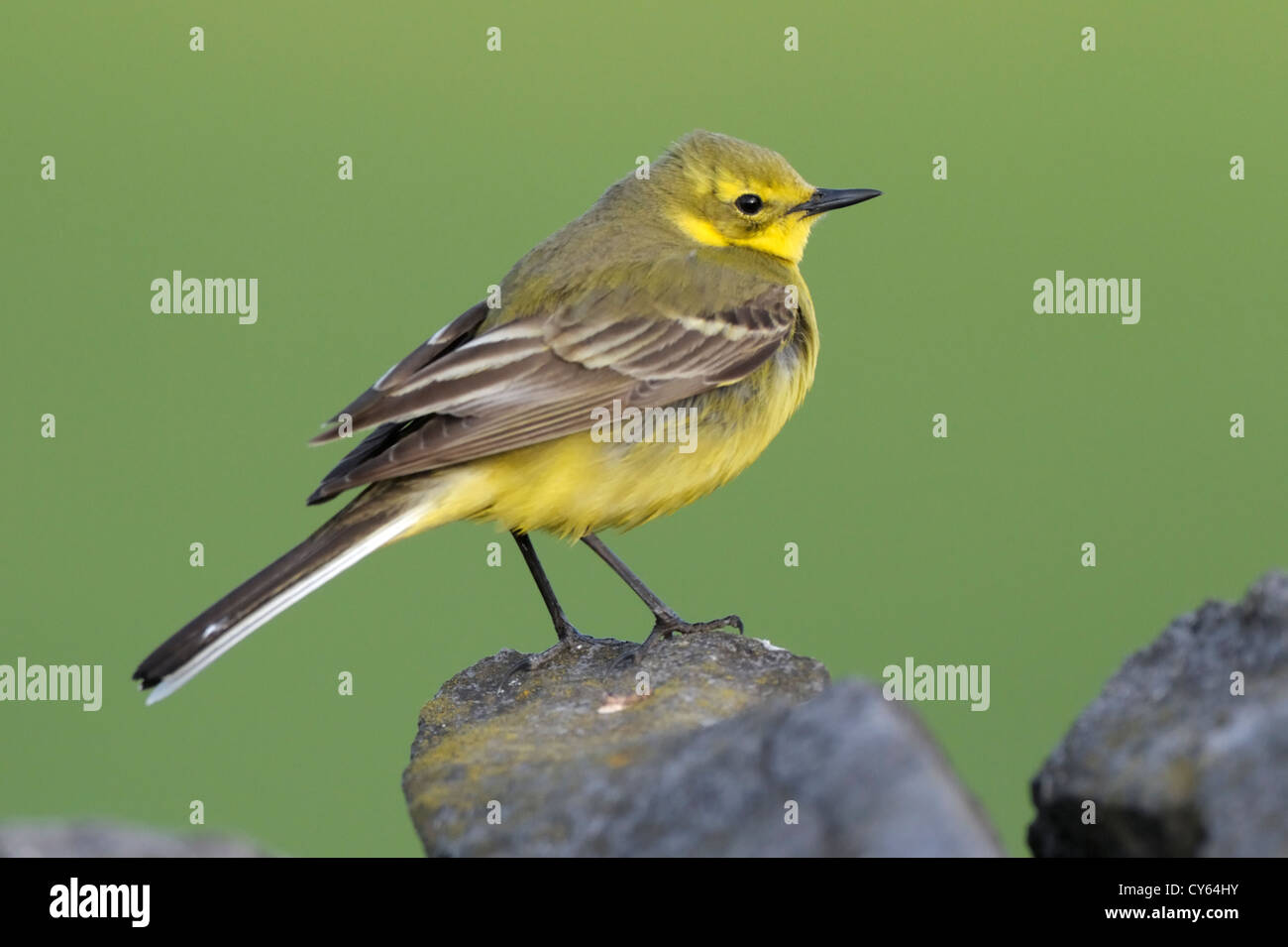 Wagtail giallo (motacilla flava) maschio Foto Stock