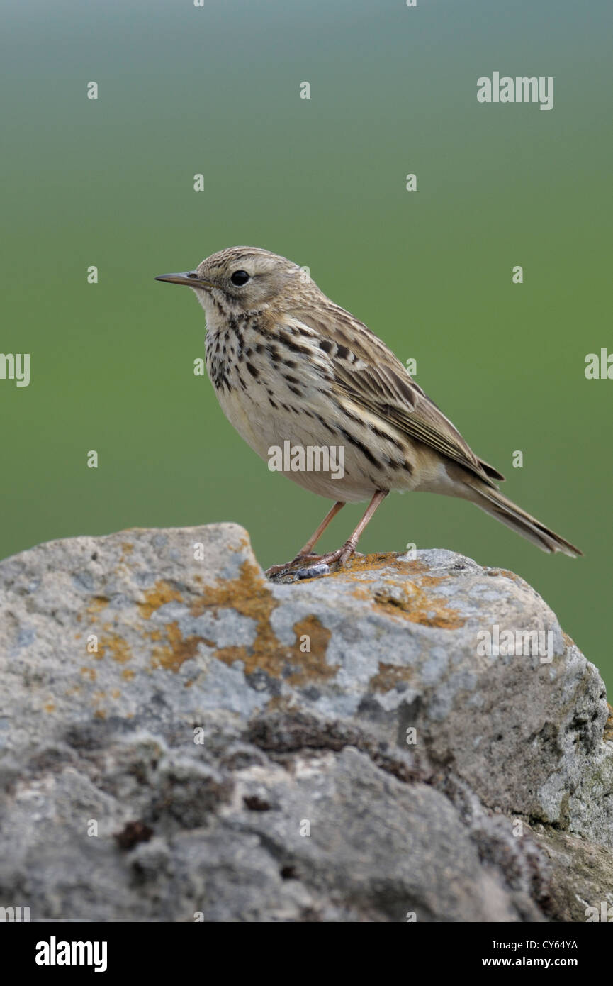 Meadow pipit (Anthus pratensis) Foto Stock