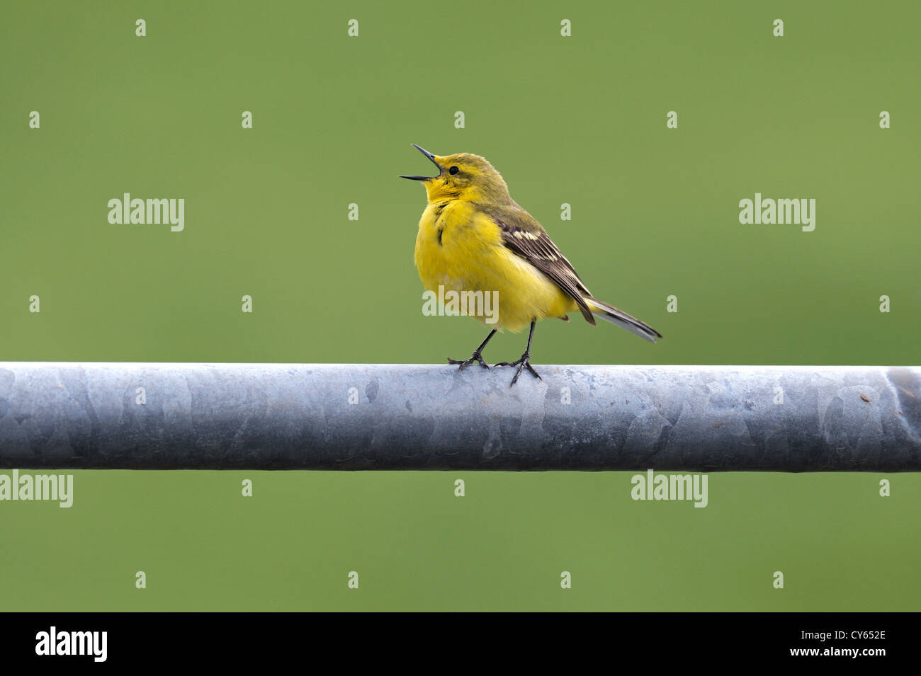 Wagtail giallo (motacilla flava) maschio Foto Stock