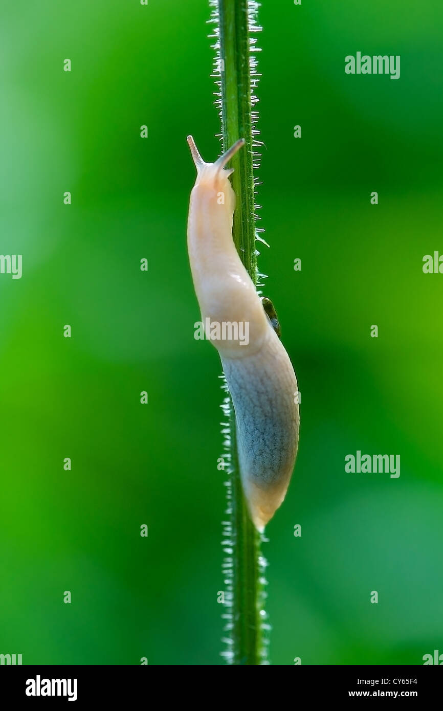 Slug su di una spirale salire una pianta verde stelo Foto Stock