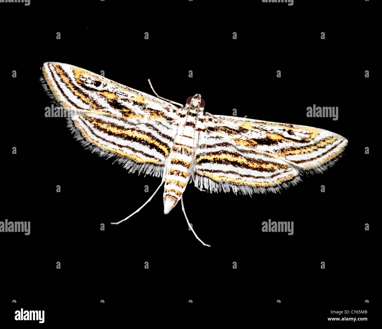 Piccola farfalla su sfondo nero Foto Stock