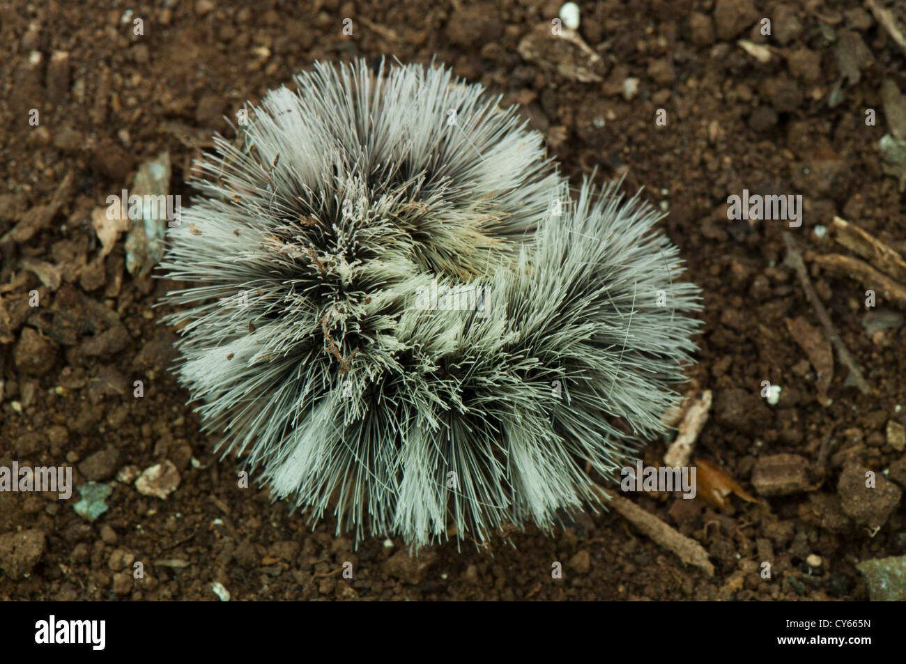 Hairy caterpillar in difensiva postura curl Foto Stock