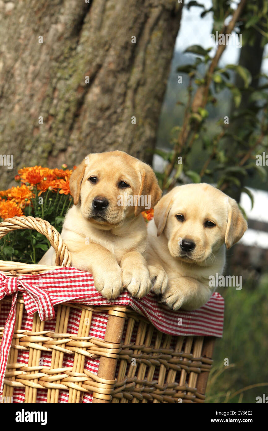 Il Labrador Retriever cuccioli Foto Stock