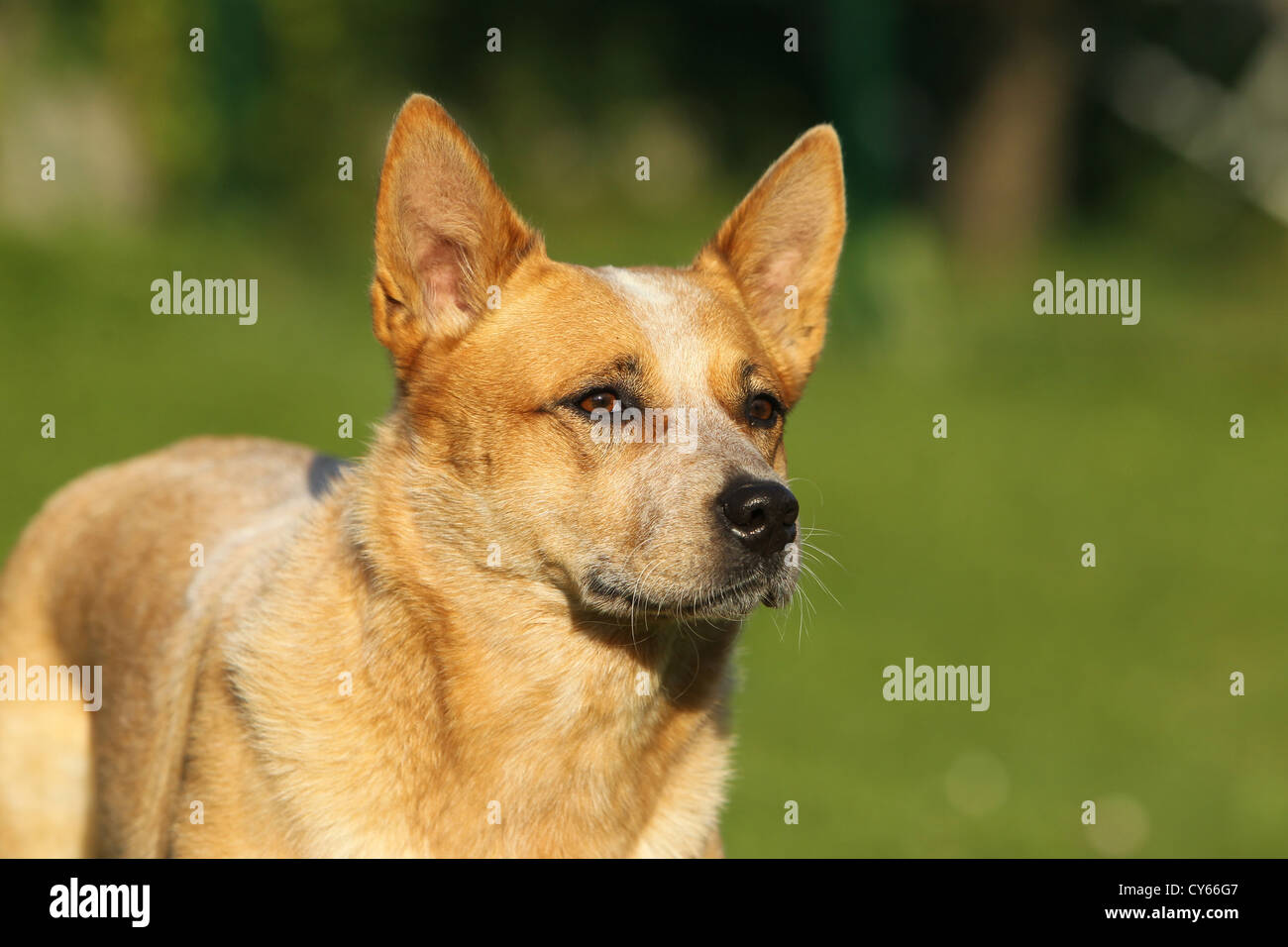 Miniature pinscher ritratto Foto Stock
