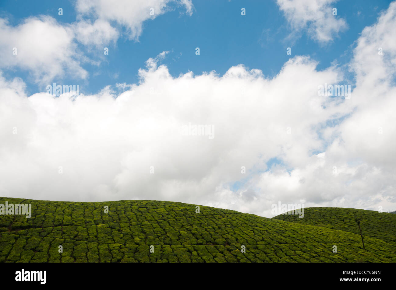 La piantagione di tè sotto il cielo blu, Munnar, India Foto Stock