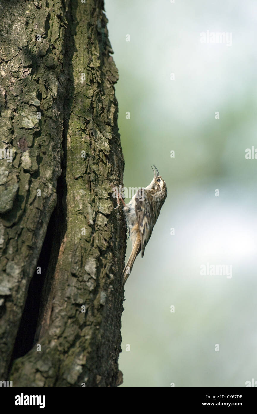 Eurasian rampichino alpestre (Certhia familiaris) Foto Stock