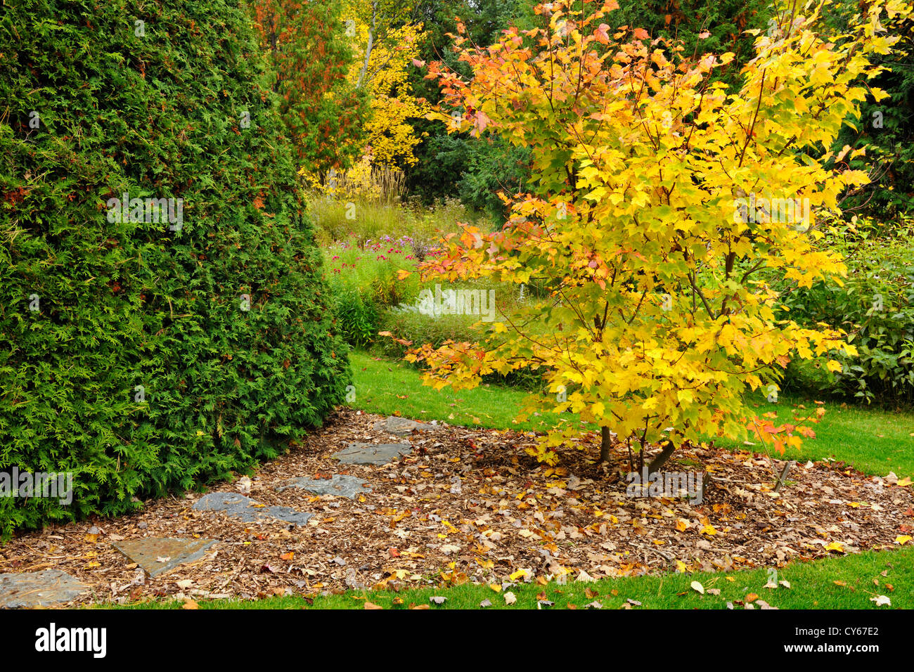 Cedro e acero in autunno, maggiore Sudbury, Ontario, Canada Foto Stock