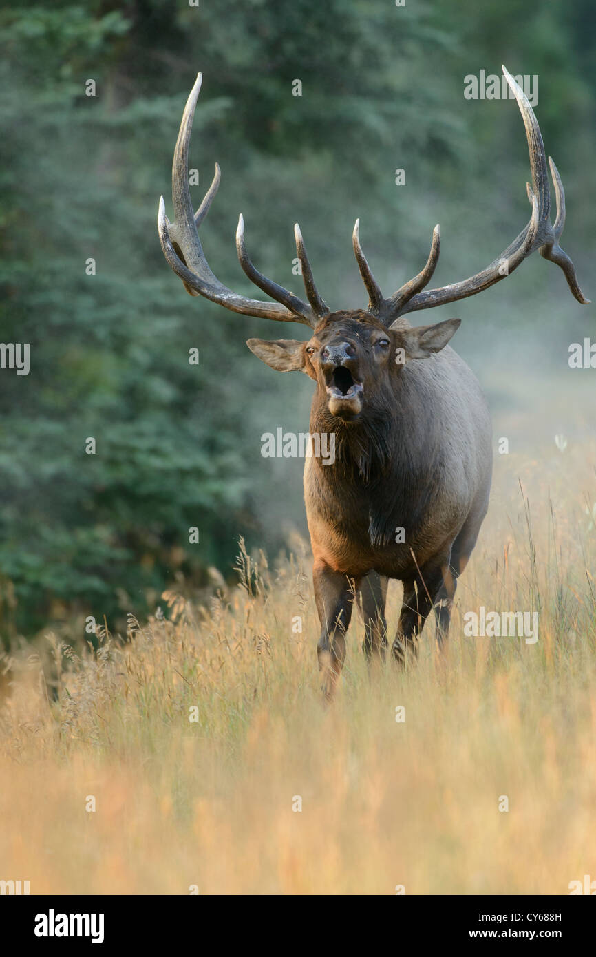 Un grande bull elk bugles a una mucca ribelle, il tentativo di portare il suo indietro all'harem, Northern Rockies Foto Stock