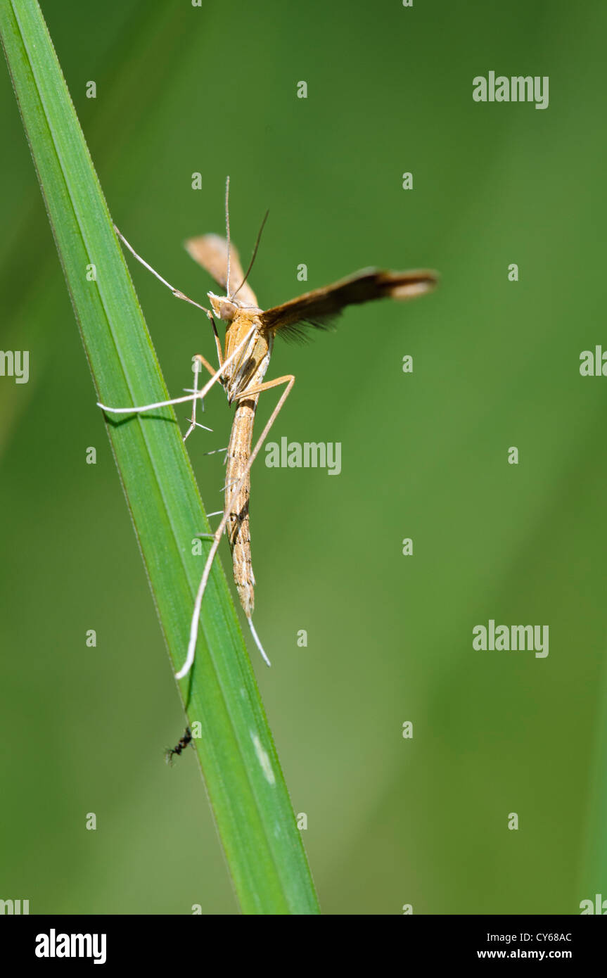 Una falena pennacchio (Emmelina monodactyla) arroccato su una lama per erba a Ivinghoe Beacon, Buckinghamshire. giugno. Foto Stock