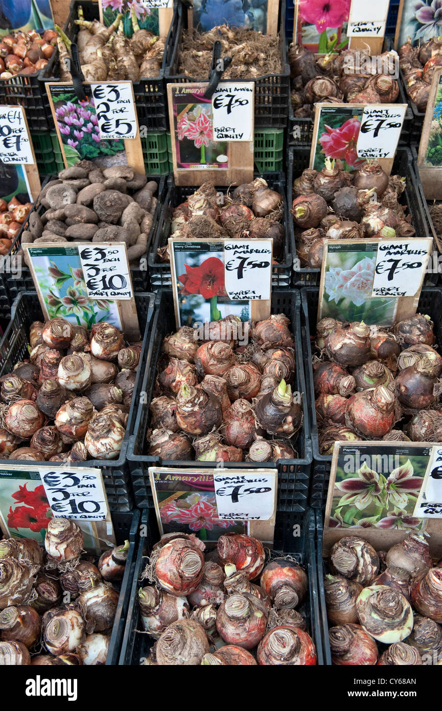Bulbi Amaryllis in vendita in uno stand nel Bloemenmarkt (mercato galleggiante, o mercato dei fiori) ad Amsterdam, Paesi Bassi Foto Stock