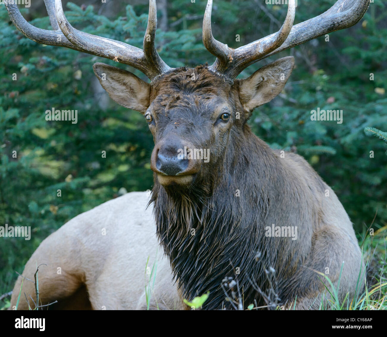 Un ritratto di una Bull Elk (Cervus elaphus), Northern Rockies Foto Stock