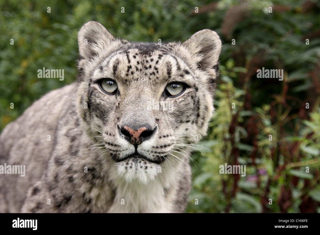 Snow Leopard testa, guardando avanti Foto Stock