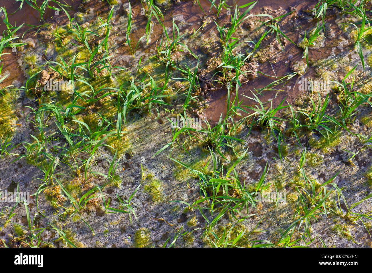 I campi di riso irrigazione con i germogli in una fila sulla Spagna Foto Stock