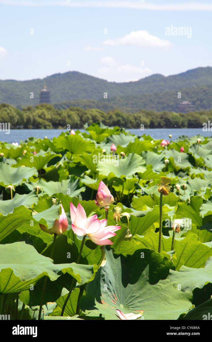 Fiori di loto sul lago ovest, Hangzhou Foto Stock