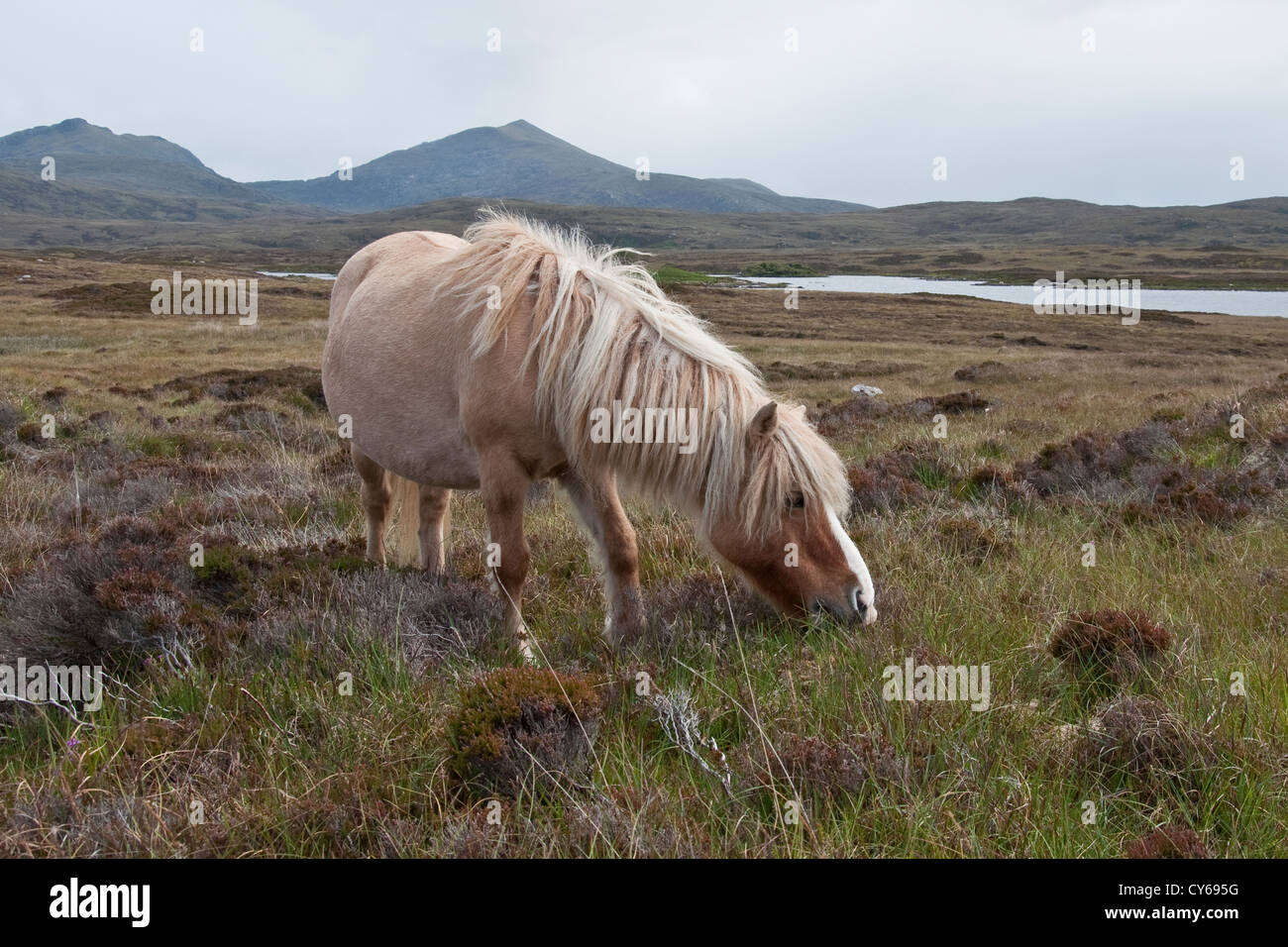 Wild pony delle Ebridi sull'Isola di North Uist, Scozia Foto Stock