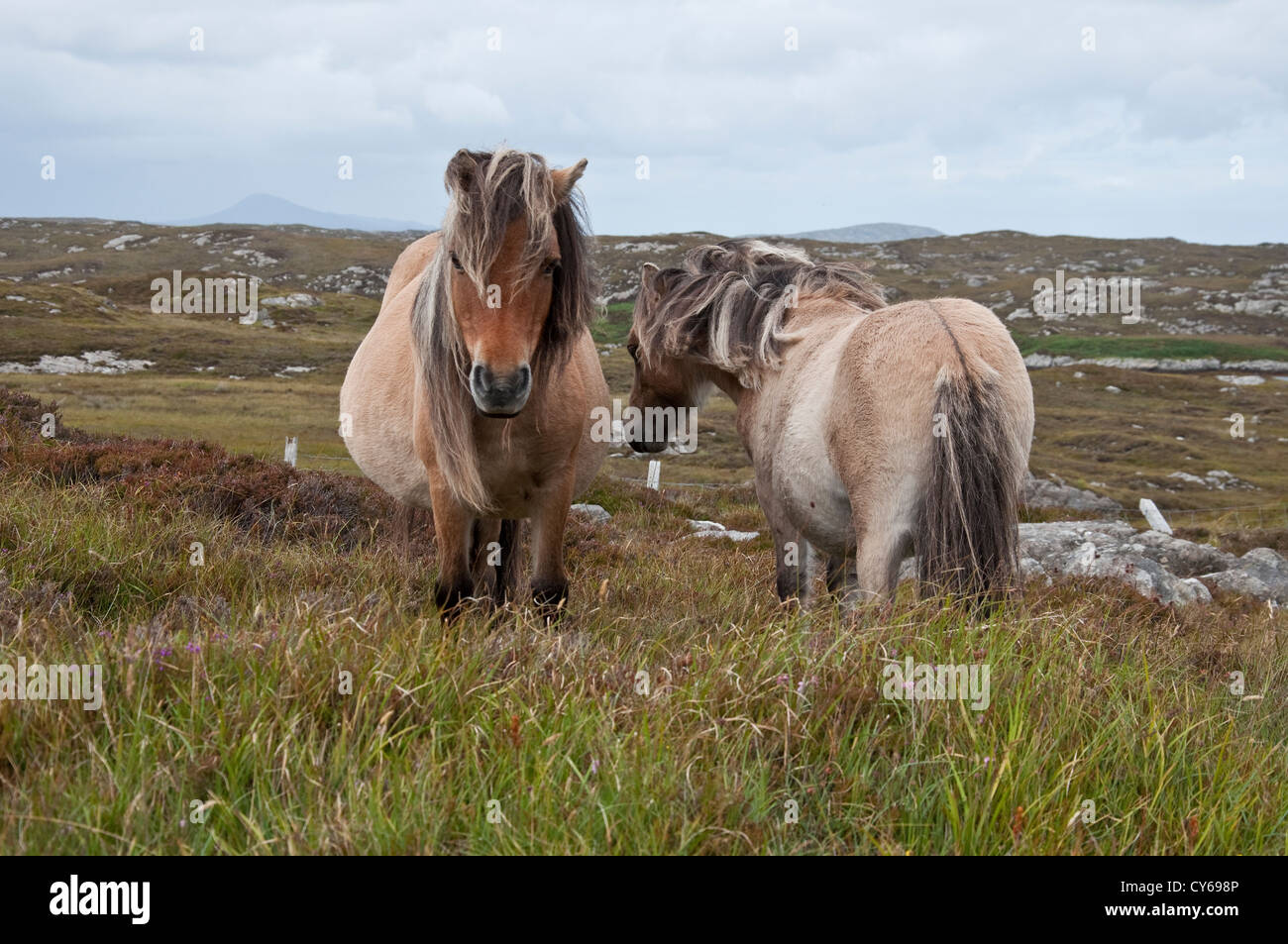 Wild pony delle Ebridi sull'Isola di North Uist, Scotlandd Foto Stock