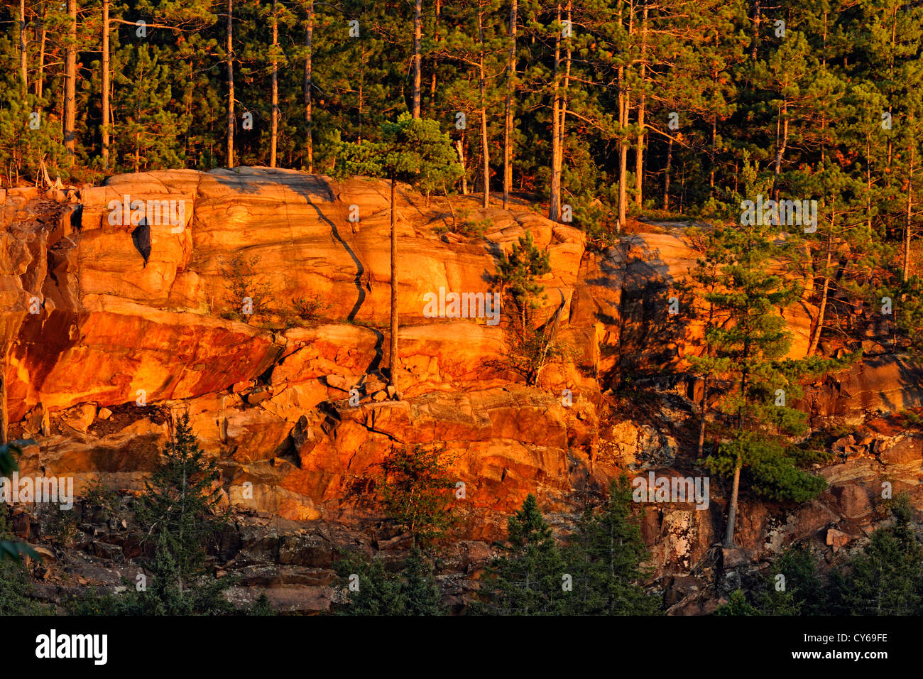 Red pini e cliff nella luce della sera, Wanup, Ontario, Canada Foto Stock