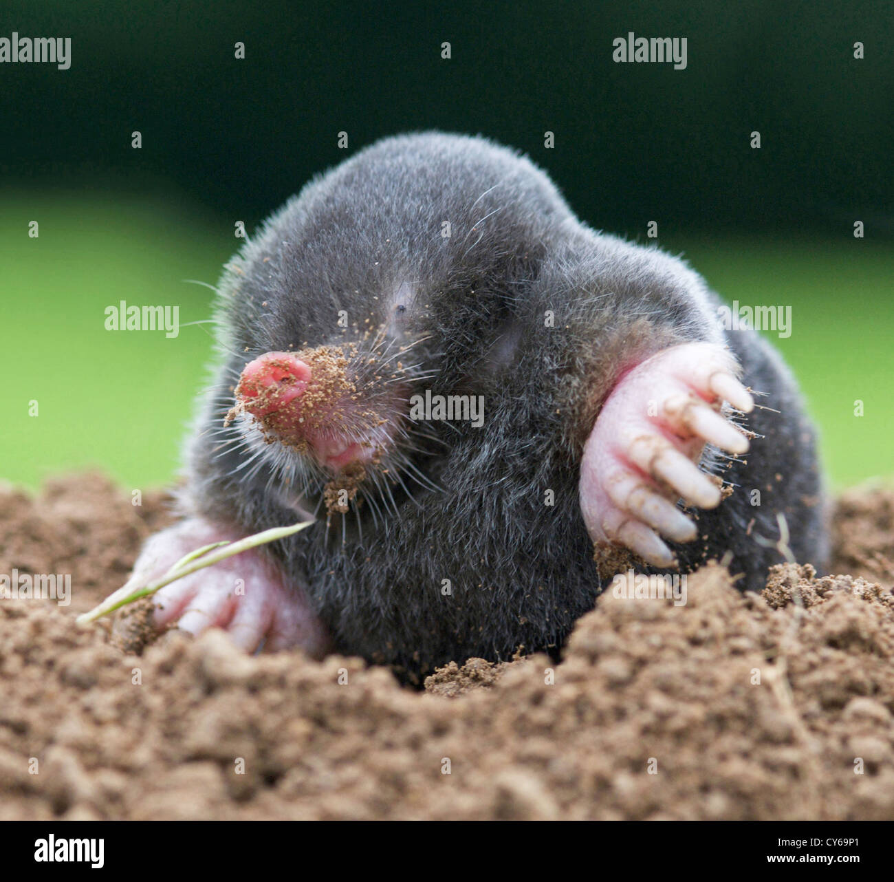 Mole (talpa europaea) che si vede raramente al di sopra del suolo. Foto Stock