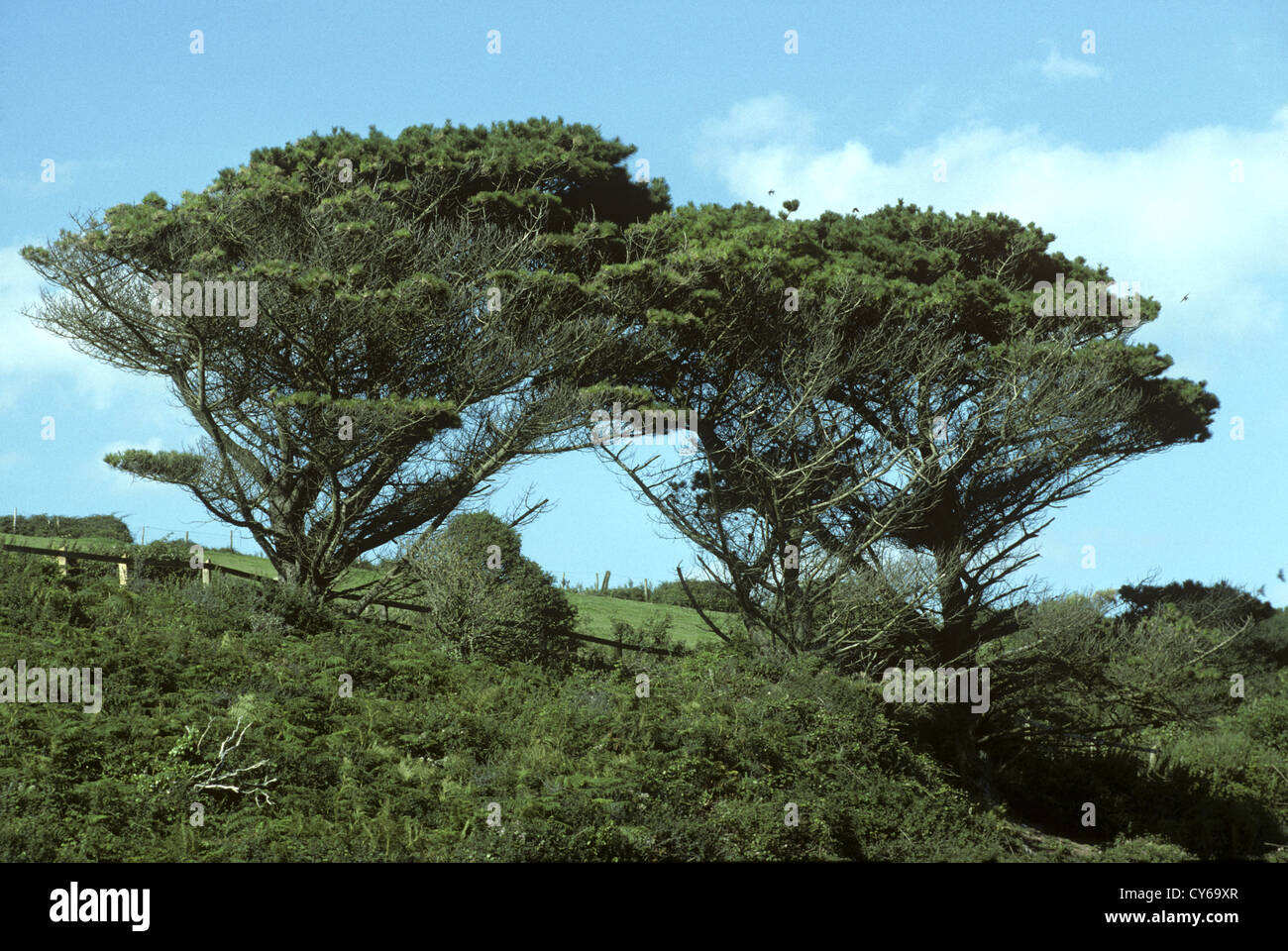 Pino di Monterey Pinus radiata (Pinaceae) Foto Stock