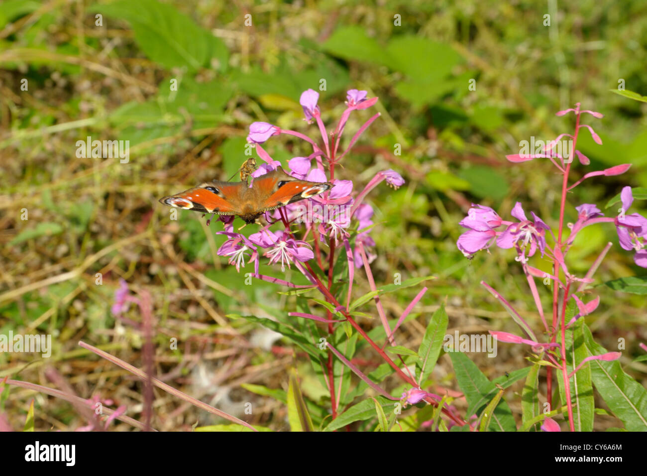 Unione farfalla pavone, Inachis io su Rosebay Willowherb Foto Stock