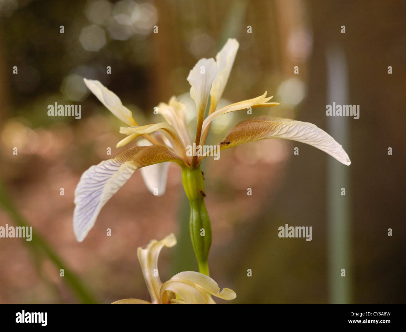 Iris puzzolente o Gladdon, Iris foetidissima (noto anche come "roast-beef vegetale") Foto Stock