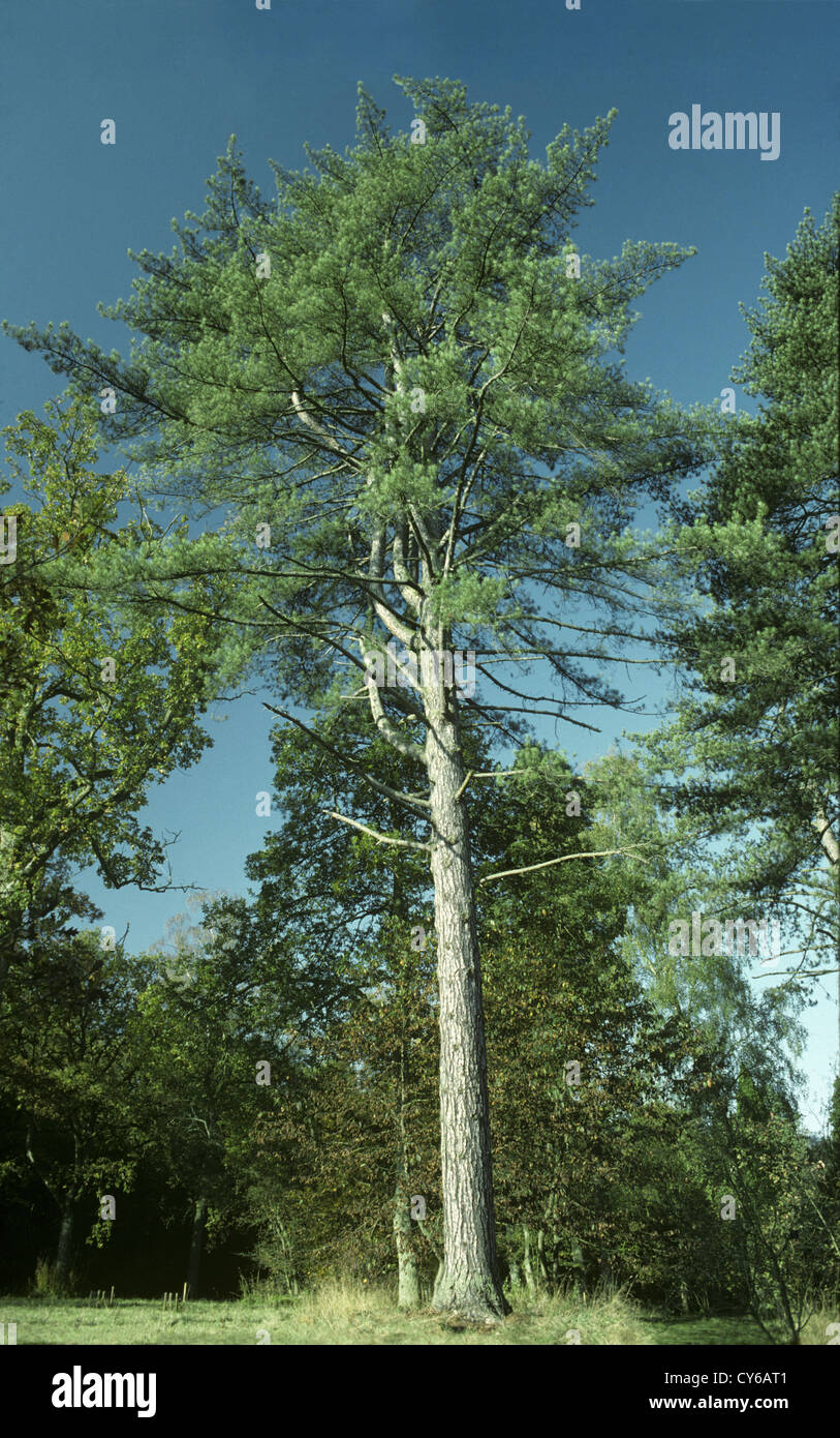 Pino austriaco Pinus nigra ssp. nigra Pinaceae Foto Stock