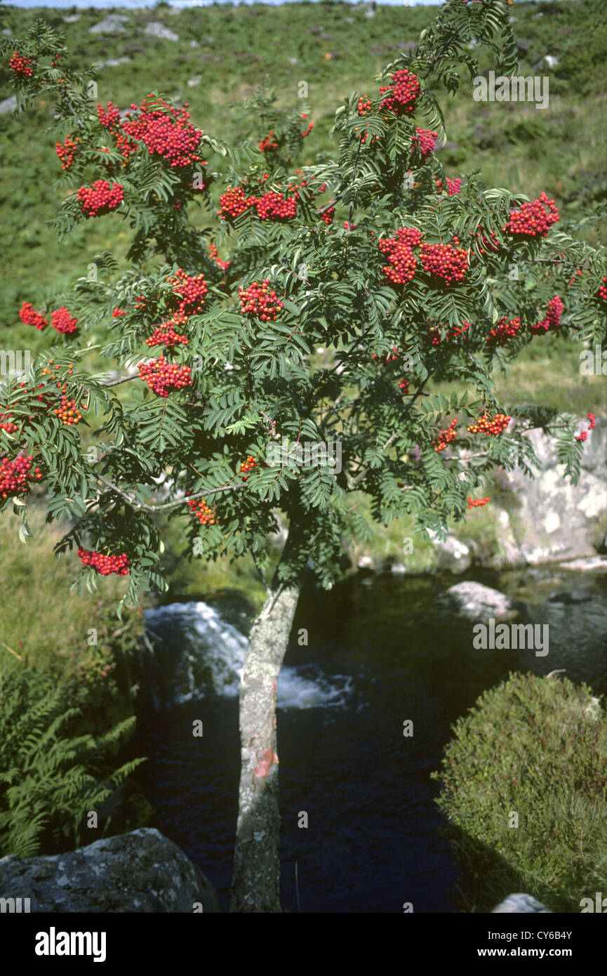 Rowan Sorbus aucuparia Rosaceae Foto Stock
