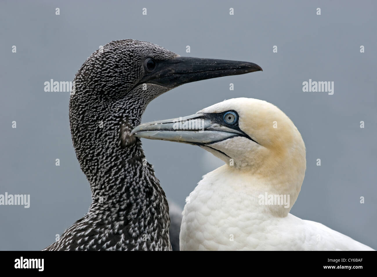 Northern Gannet (Morus bassanus) Foto Stock