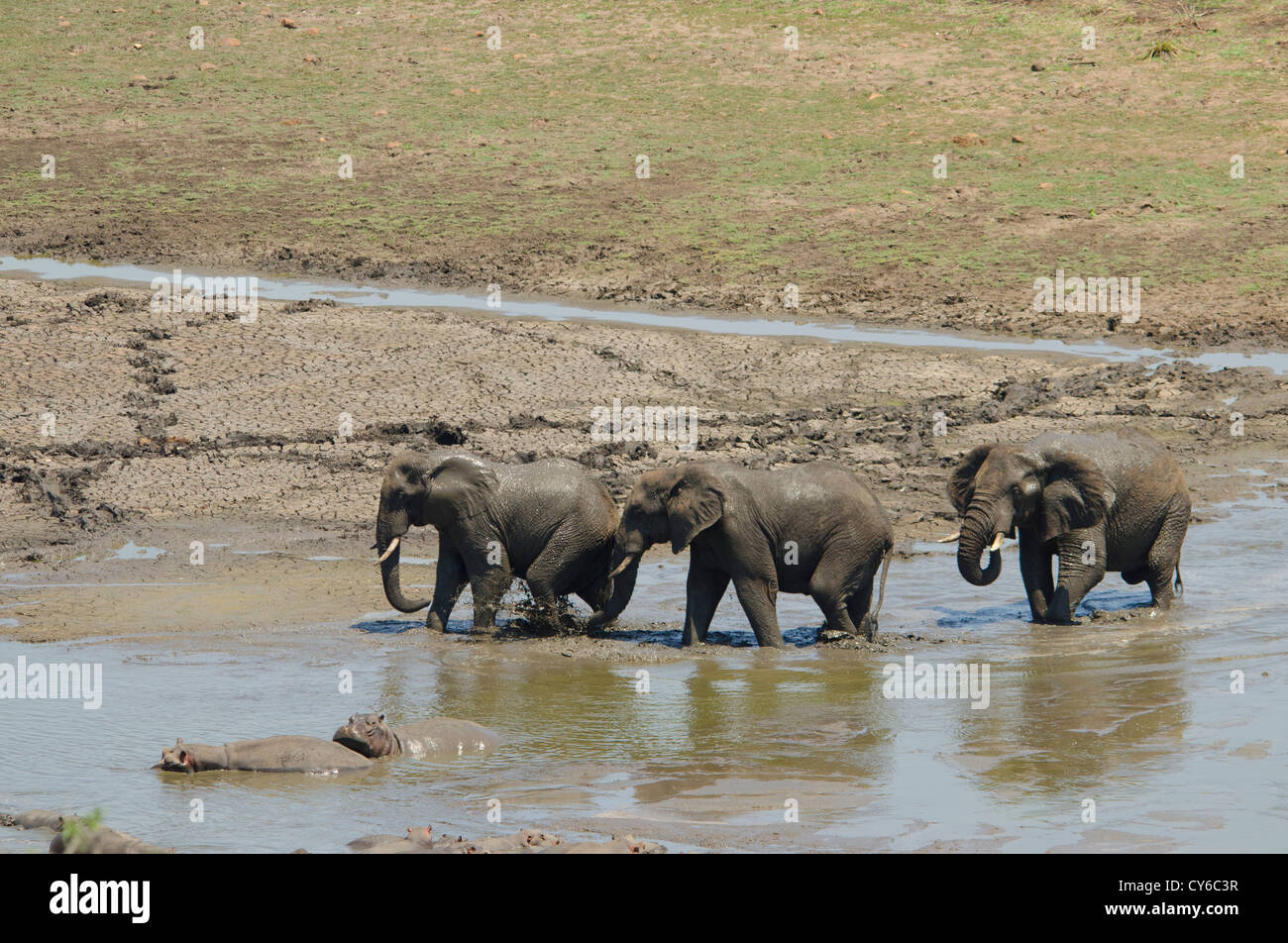 Elefante africano oxodonta africana e comune ippopotamo, Hippopotamus amphibius, Sabie River, Parco di Kruger. Sud Africa. Foto Stock