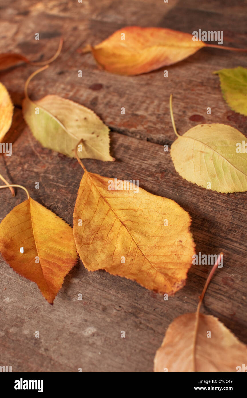 Foglie di autunno caduto sul vecchio tavolo in legno Foto Stock