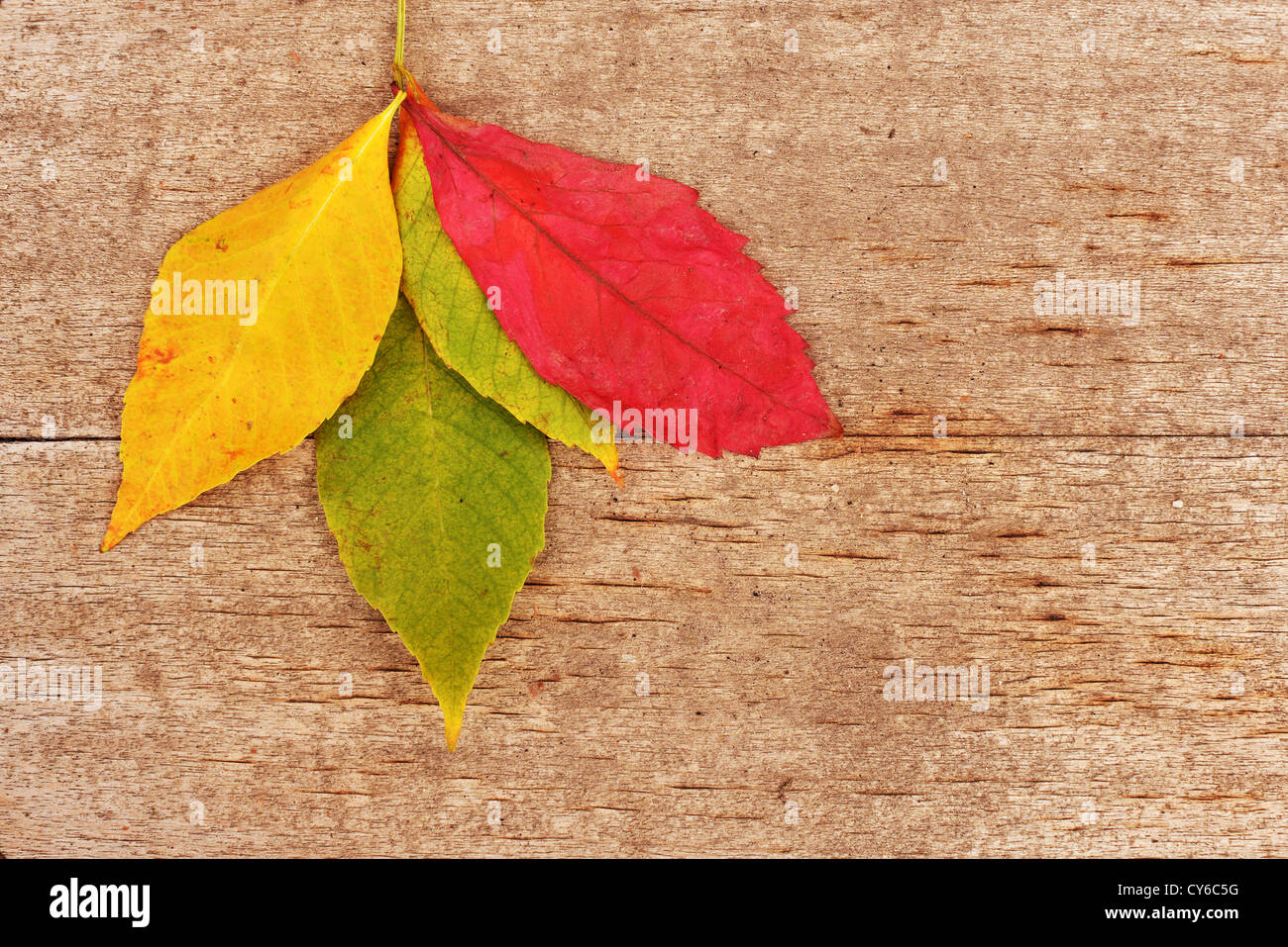 Asciugare autumn leaf su un annata sullo sfondo di legno, caduta il concetto di sfondo. Foto Stock