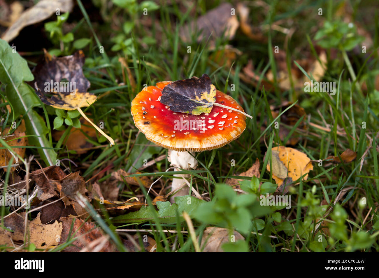 Amanita funghi nella foresta di autunno Foto Stock