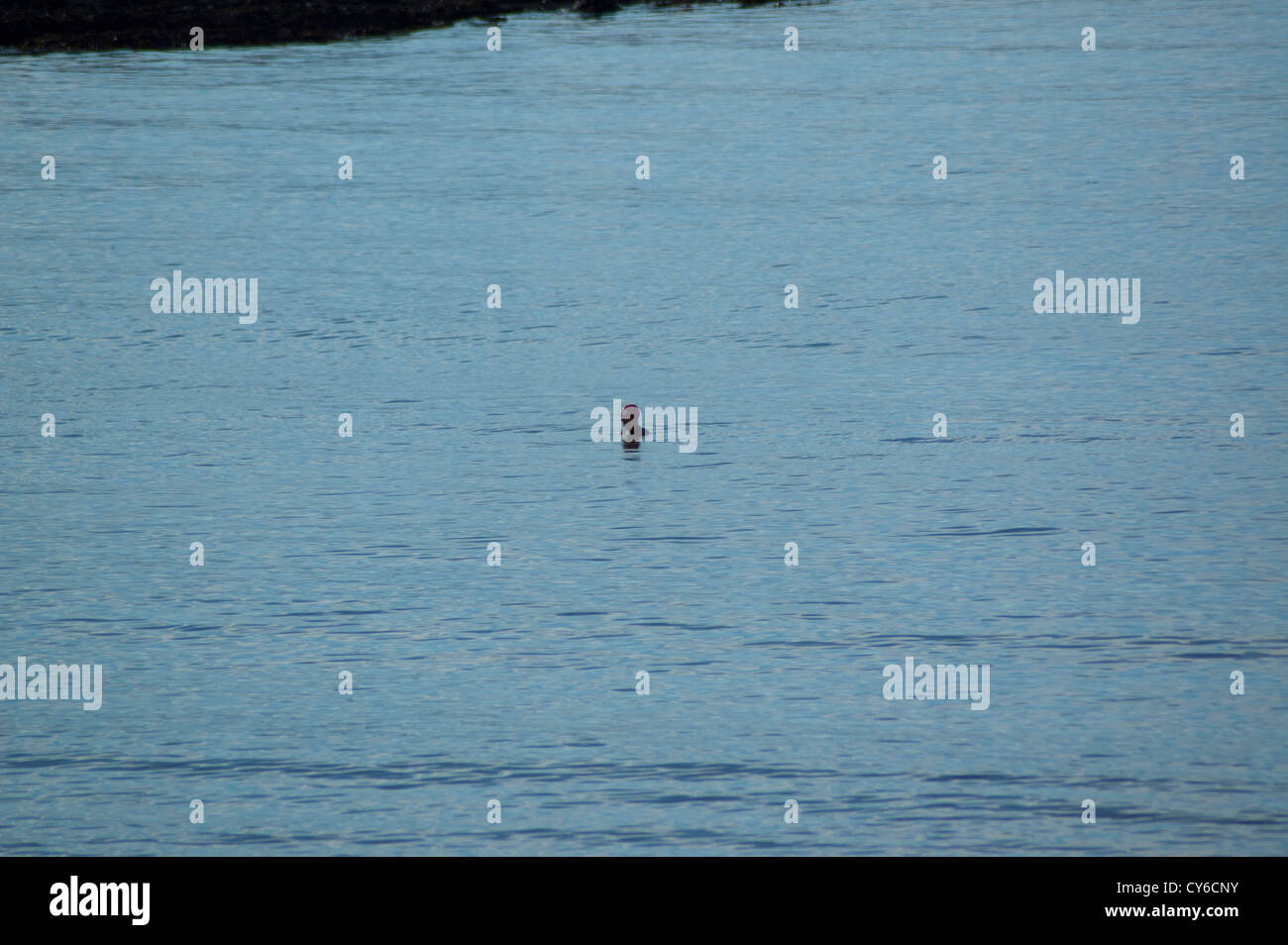 Lone figura il nuoto nel mare di Aberystwyth. Foto Stock