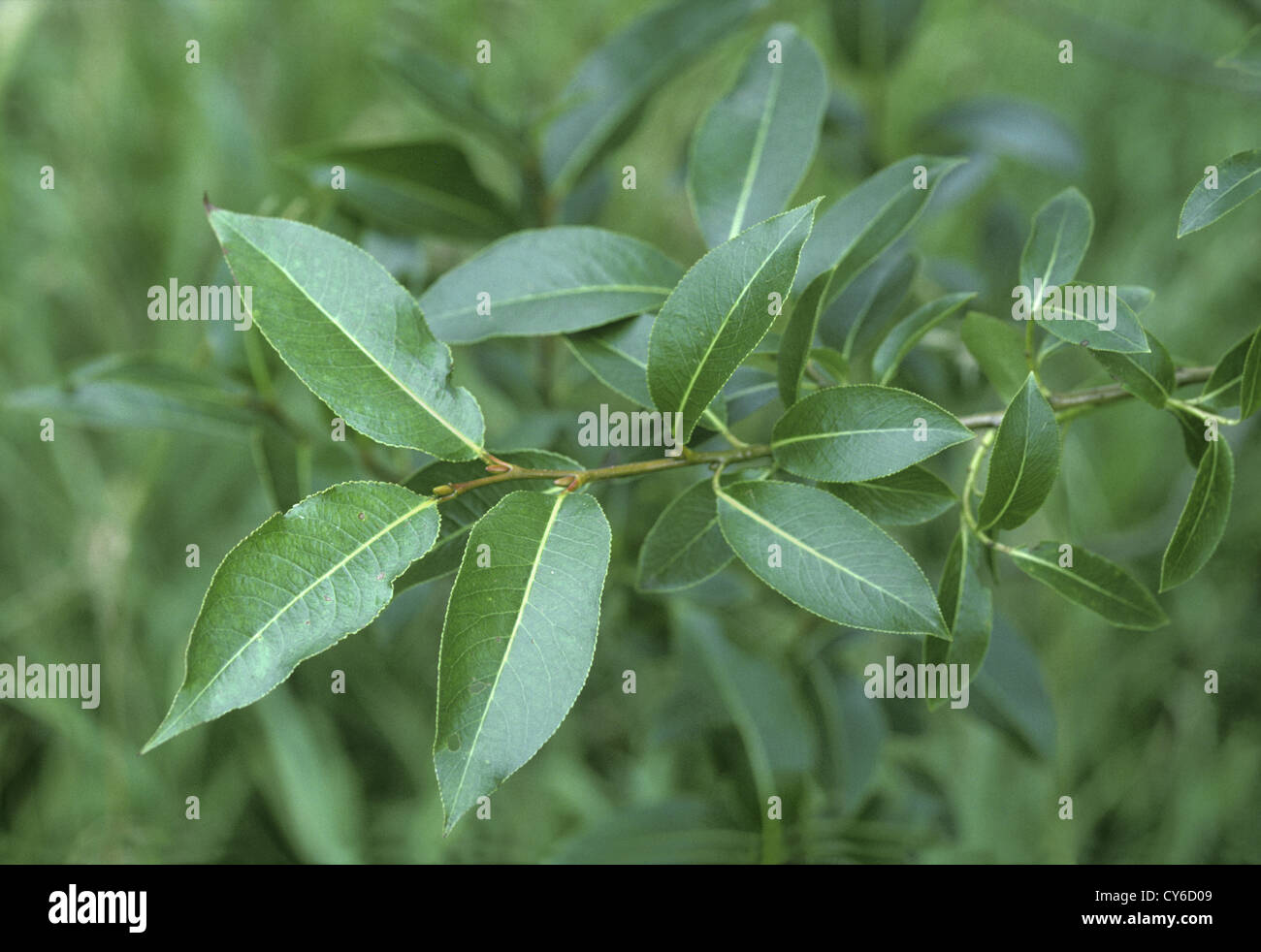 Bay Willow Salix pentandra (Salicaceae) Foto Stock