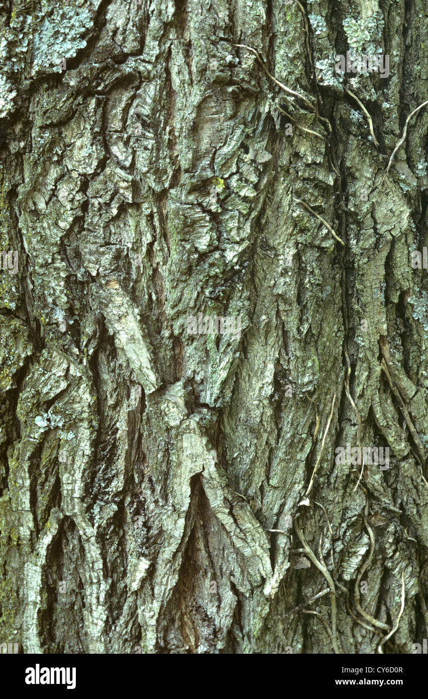 Crack-willow Salix fragilis Salicaceae Foto Stock