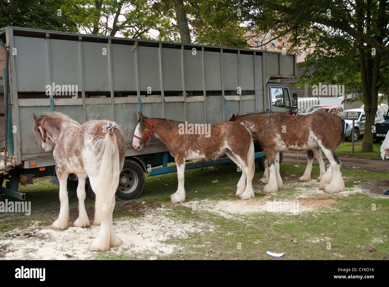 Cavalli a Perth Agricoltura Show. Perthshire Scozia Scotland Foto Stock