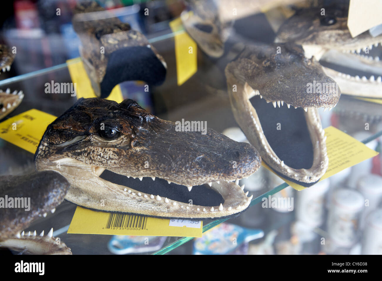 Piccole teste di coccodrillo per la vendita in un negozio di articoli da regalo florida usa Foto Stock