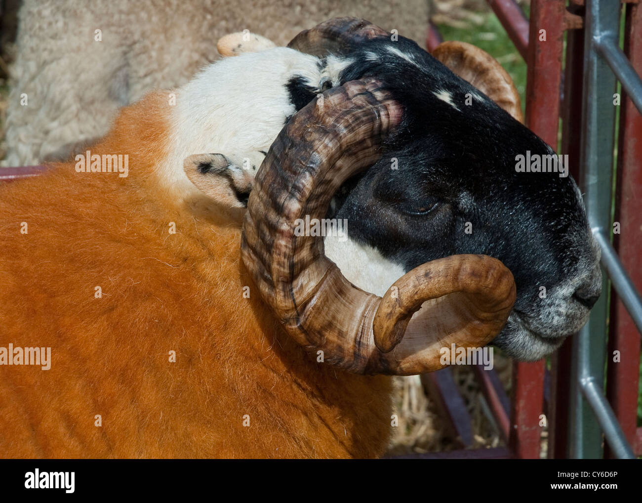 Premio pedigree di ram a Perth Highland Show, Scozia Foto Stock