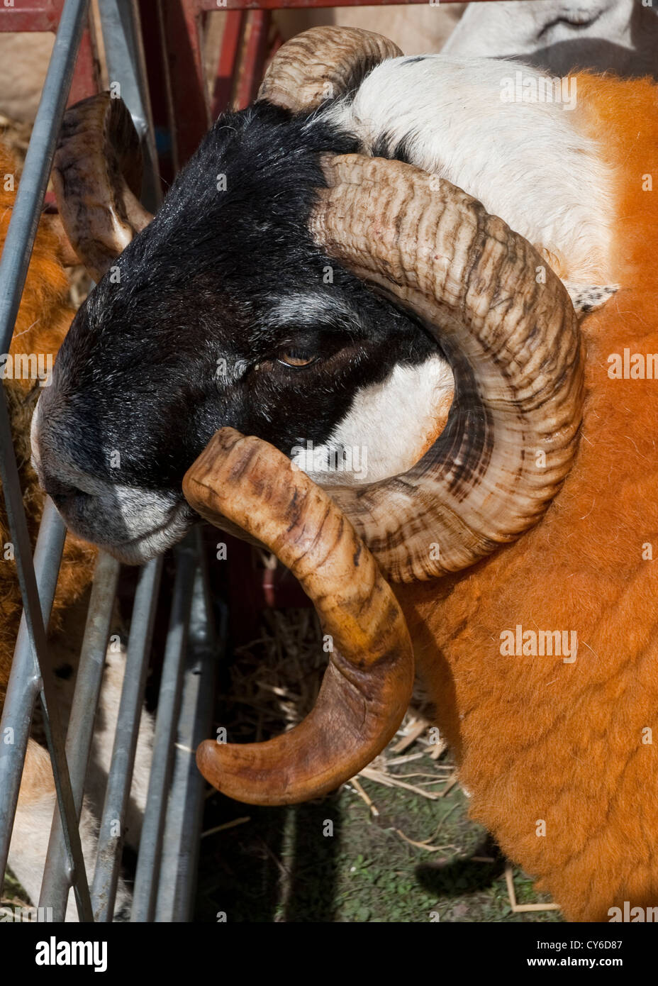Premio pedigree di ram a Perth Highland Show, Scozia Foto Stock