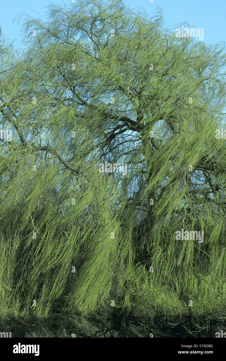 Salice piangente Salix x sepulcralis Foto Stock