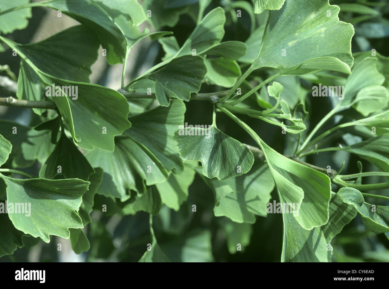 Maidenhair Tree Ginkgo biloba (Ginkgoaceae) Foto Stock