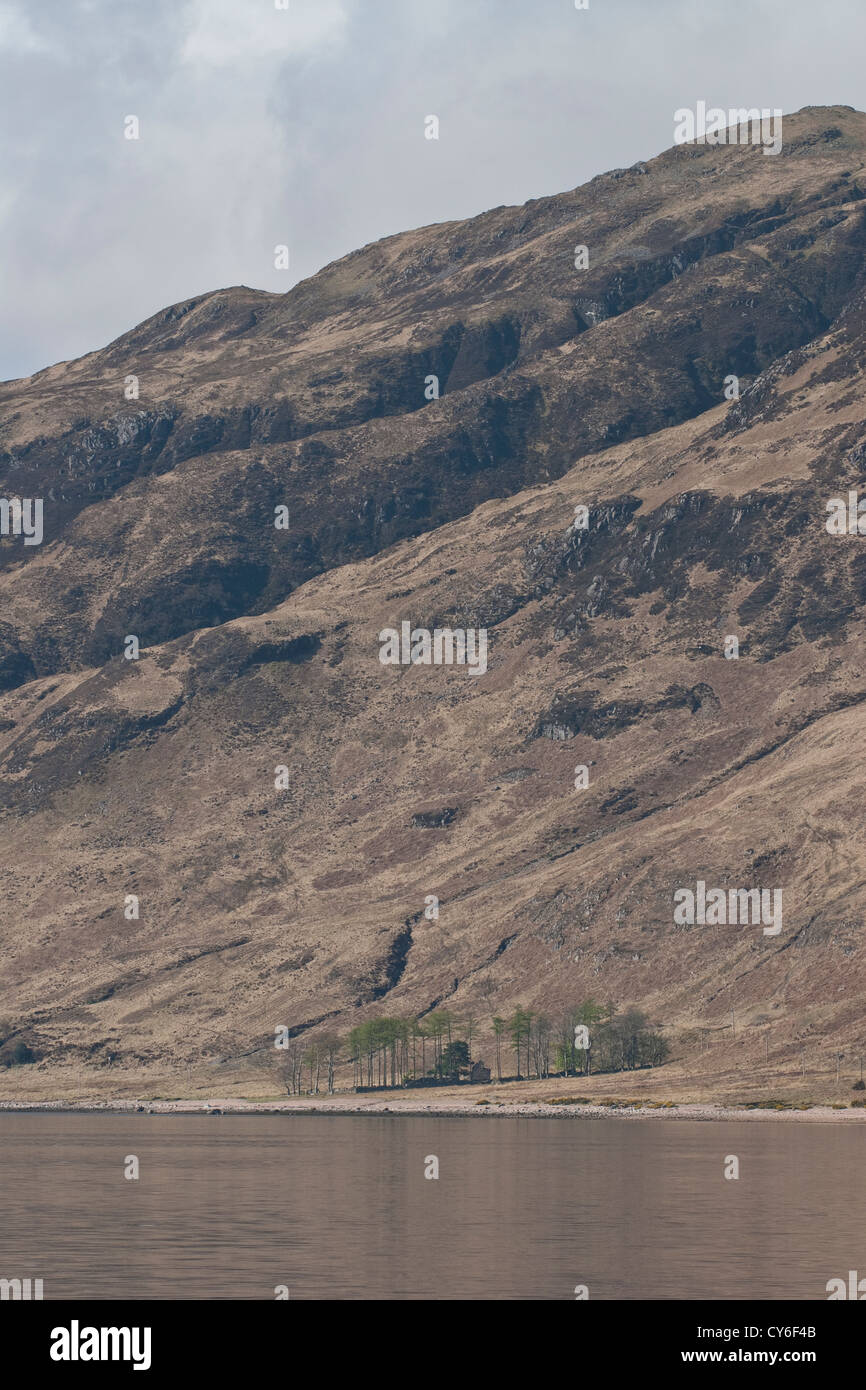 Bosco ceduo sulle rive di Loch Linnhe, NW Scozia Scotland Foto Stock