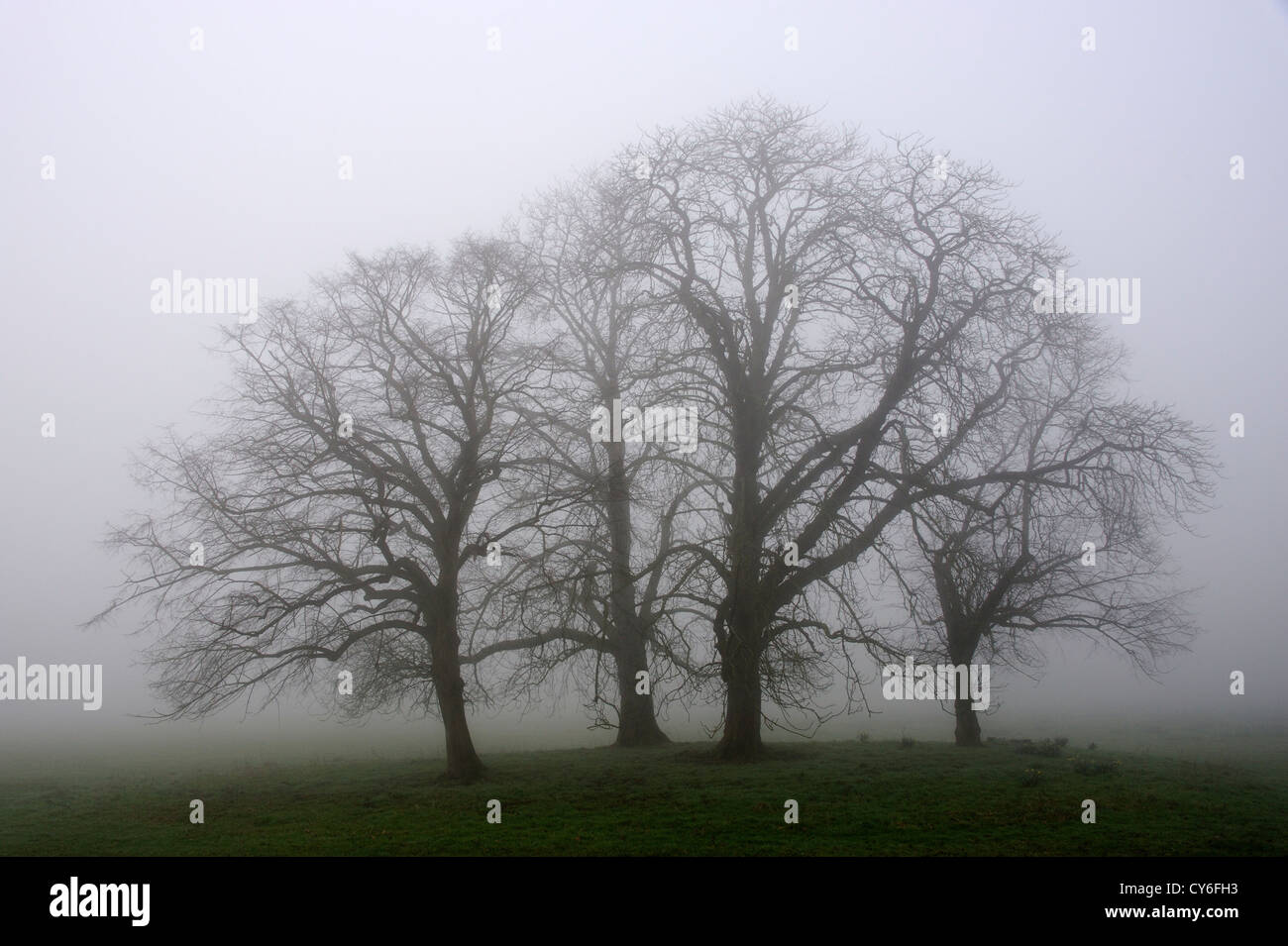 La nebbia circondata di alberi Foto Stock