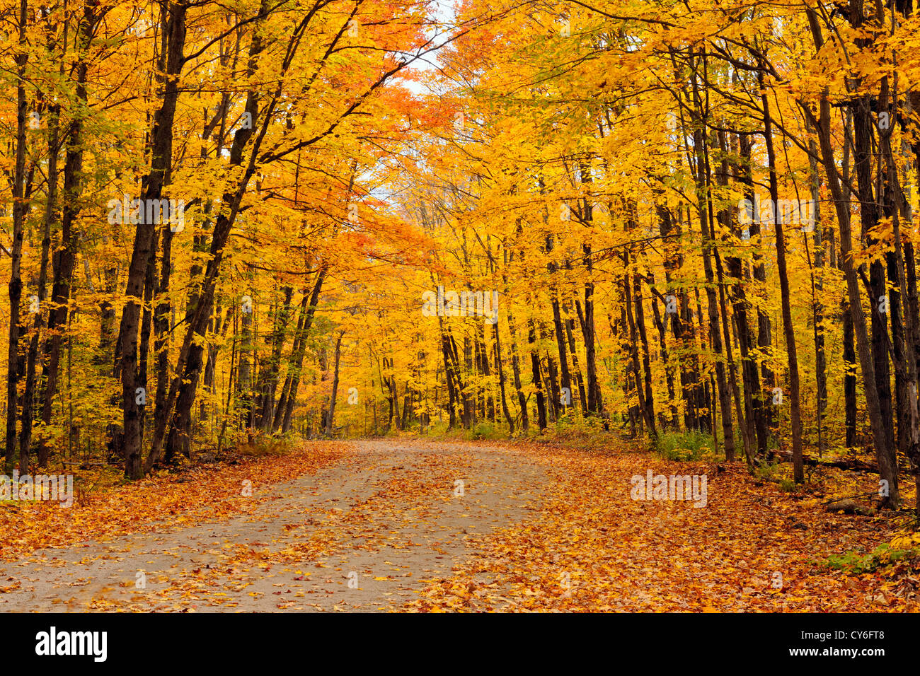 Arowhon Road, autunno, Algonquin Provincial Park, Ontario, Canada Foto Stock