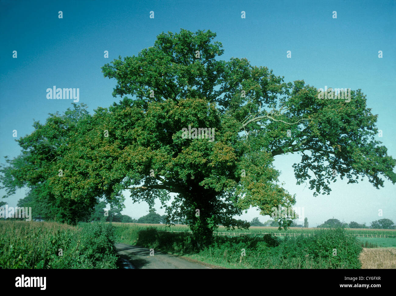 Pedunculate o Farnia Quercus robur Fagaceae Foto Stock