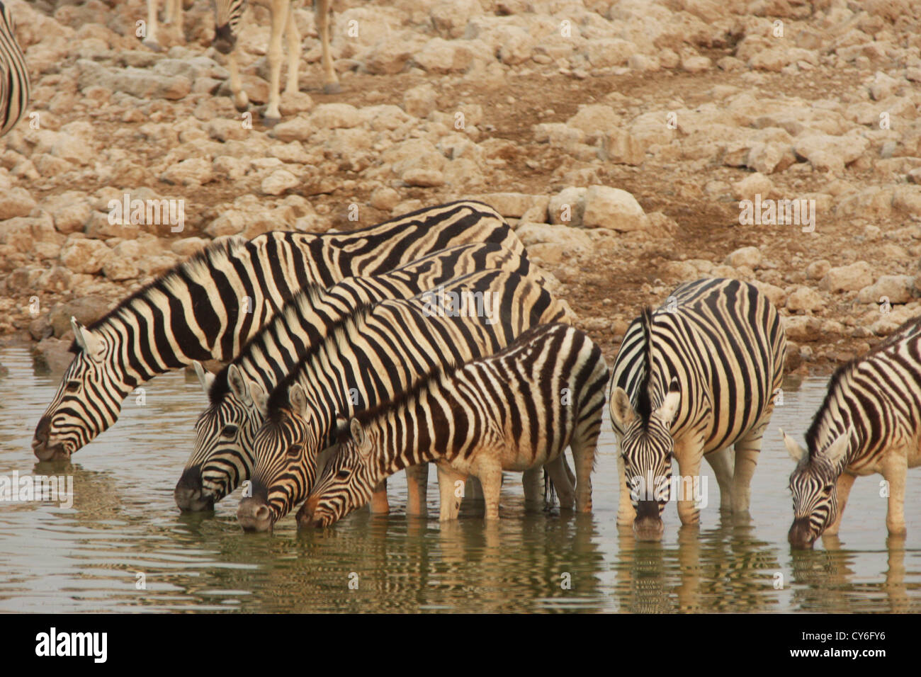 La Burchell zebra è una sottospecie meridionale della pianura zebra. Foto Stock