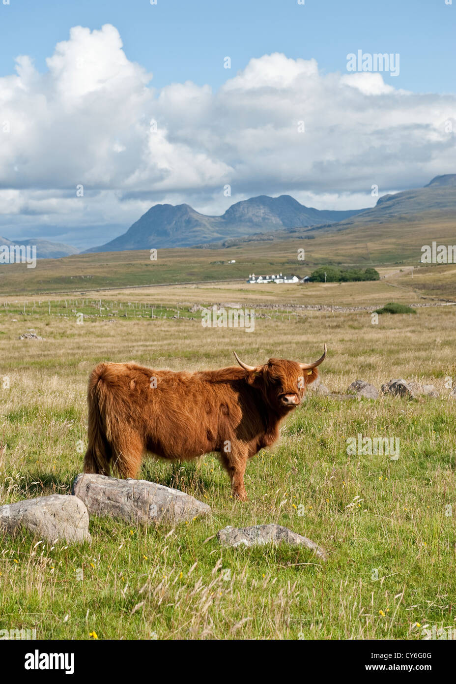 Highland mucca in NW Scozia Scotland Foto Stock