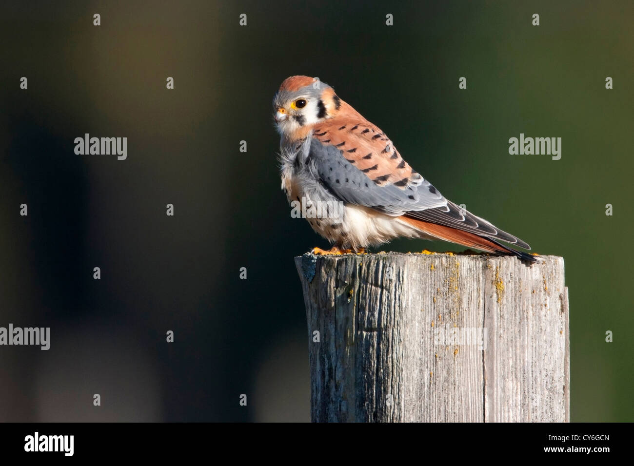 American Gheppio (Falco sparverius) maschio appollaiato su un post mentre la caccia al cedro, Isola di Vancouver, BC, Canada in Marzo Foto Stock